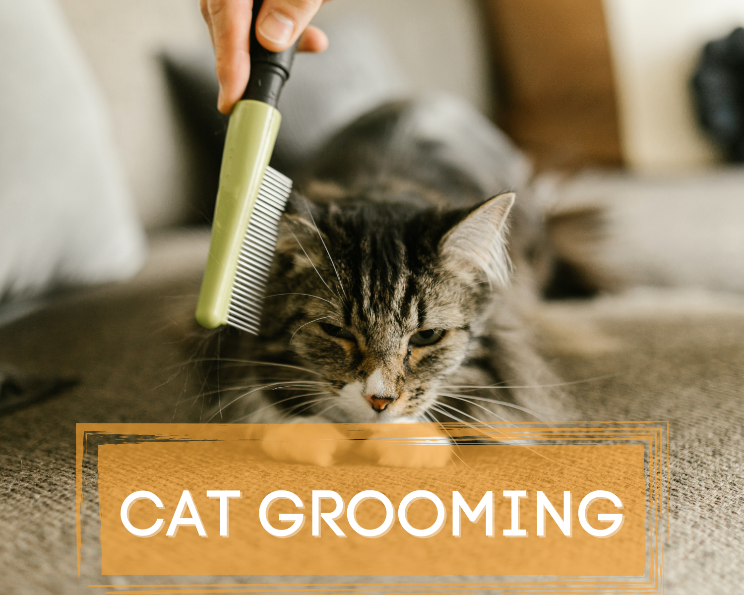 Cat hot sale grooming scarborough